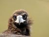 Cinereous vulture - Aegypius monachus - Eurasian Black Vulture