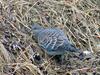 Rufous Turtle Dove