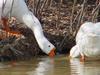 중국거위 Anser cygnoides (Chinese Goose)