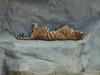 Siberian Tiger sleeping