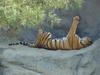 Siberian Tiger sleeping