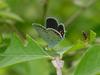 Short-tailed Blue Butterfly