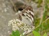 Snake-eye White Butterfly