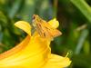 Leoninus Skipper Butterfly