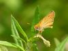 Leoninus Skipper Butterfly