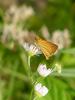 Leoninus Skipper Butterfly, Thymelicus leoninus, 줄꼬마팔랑나비(검은줄희롱나비)