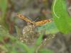 Asian Comma Butterfly