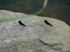 black-winged damselflies
