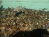 Fingerling thornfish - Therapon jarbua - 살벤자리