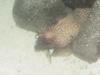 Leopard moray eels