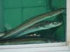 Japanese eel (Anguilla japonica) - 뱀장어