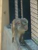 Southern Pig-tailed Macaque, Macaca nemestrina