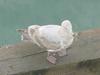 American Herring Gull (juvenile)