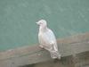 American Herring Gull (juvenile)