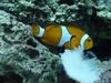 Common clownfish