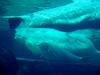 White Whale, Beluga (Delphinapterus leucas) - 흰고래