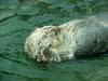Sea otter (Enhydra lutris) [해달]