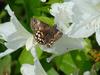 Butterfly -- 멧팔랑나비 Erynnis montana