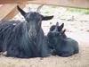 Black goats