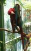Scarlet Macaw, Ara macao