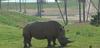 White Rhino = white rhinoceros (Ceratotherium simum)