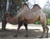 Bactian Camel