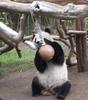 Giant Panda: Hua Mei