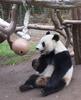 Giant Panda: Hua Mei