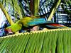 Buffon's Macaw, Honduras