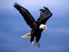 Fearsome Flight, Bald Eagle
