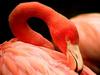 Flamingo, NE South America