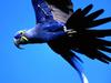 Flight, Hyacinth Macaw