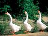 Hup, Two, Three, Four, Geese