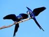Hyacinth Macaw Pair