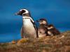 Magellanic Penguins, Falkland Islands