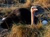 Male Ostrich Guarding the Nest