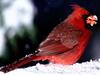 Red Cardinal with a Snowy Beak