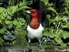 Red Headed Woodpecker, Missouri