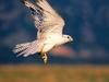 Up and Away, Gyrfalcon