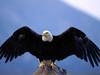 Wingspan, Bald Eagle