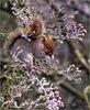 Lvs SW-N027 Grey Squirrel Eating Hawthorn Berries UK