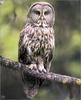 Lvs SW-N028 Great Gray Owl Oregon USA