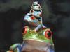 tower of treefrogs
