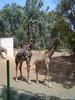Girafs at Tel Aviv Zoological Center By: Shai Bohr, Israel