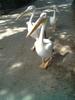 Pelicans at Tel Aviv zoological center. By: Shai Bohr, Israel