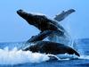 animals whales015