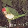 Mexican Red-head parrot eating an apple