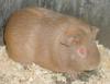 gpiggy2 - Guinea Pig