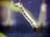 Mosquito larva, 장구벌레(모기유충) 200-06-19