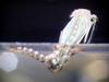 Mosquito larva, 장구벌레에서 모기로(우화) 200-06-19